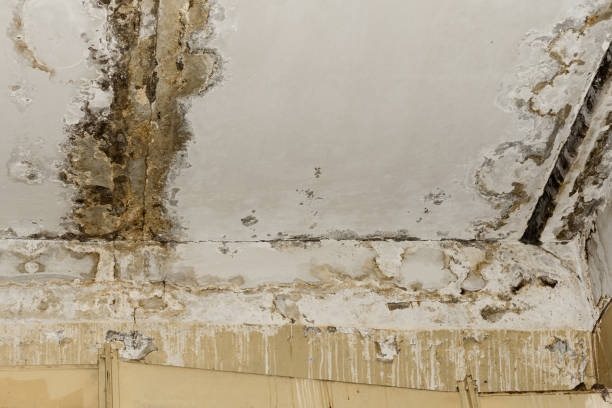 Best HVAC Mold Inspection and Cleaning  in Lake Lotawana, MO