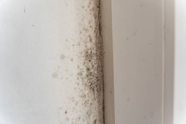Best Mold Damage Restoration  in Lake Lotawana, MO